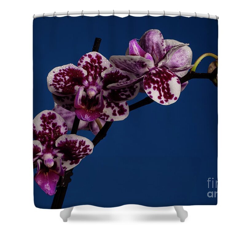 Orchid Shower Curtain featuring the photograph Dazzle #1 by Doug Norkum