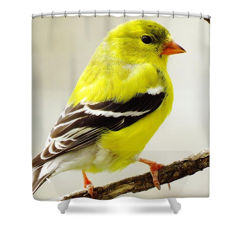 Finches Shower Curtain featuring the photograph Eastern Goldfinch #2 by Lori Frisch