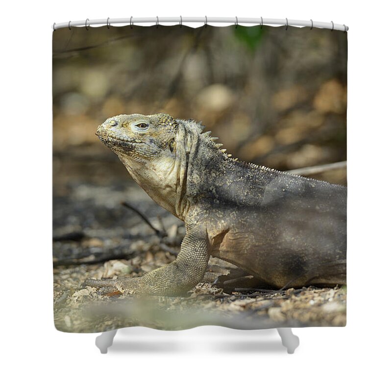 Republic Of Ecuador Shower Curtain featuring the photograph Galapagos land iguana, Conolophus subcristatus, Urbina Bay, Isabela Island, Galapagos Islands, Ecuador #2 by Kevin Oke