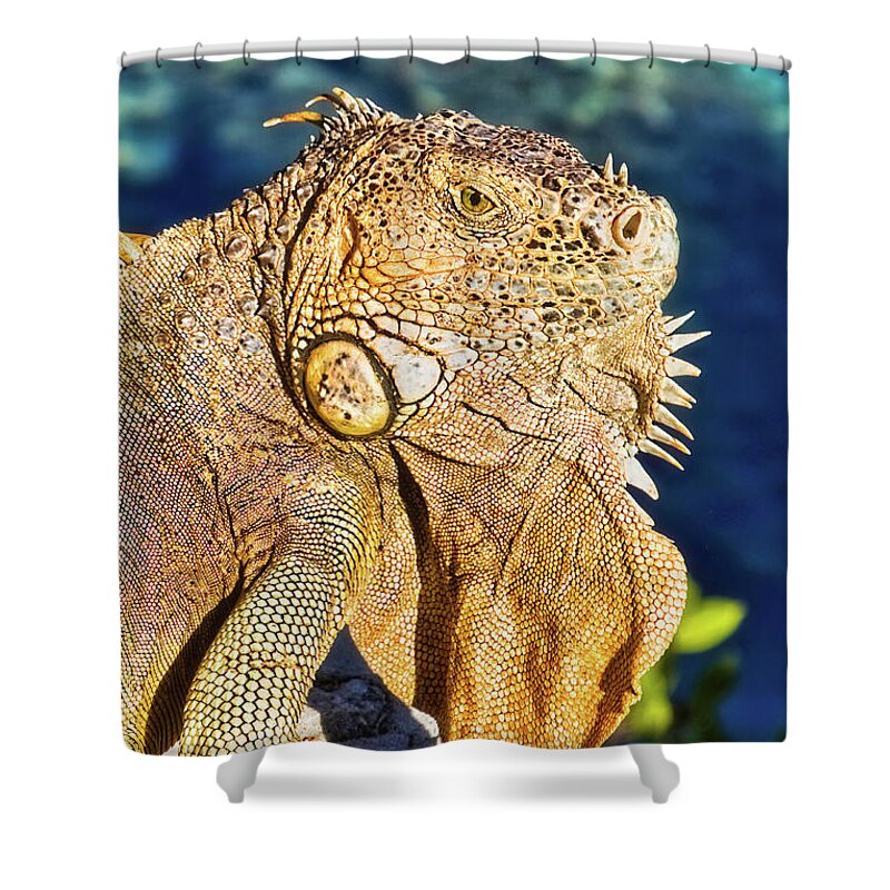 Iguana Shower Curtain featuring the photograph Giant iguana by Tatiana Travelways