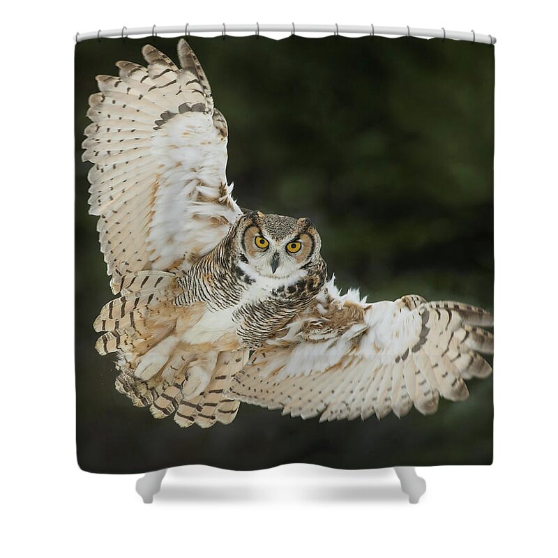 Owl Shower Curtain featuring the photograph Great Horned Owl Wingspread #2 by CR Courson