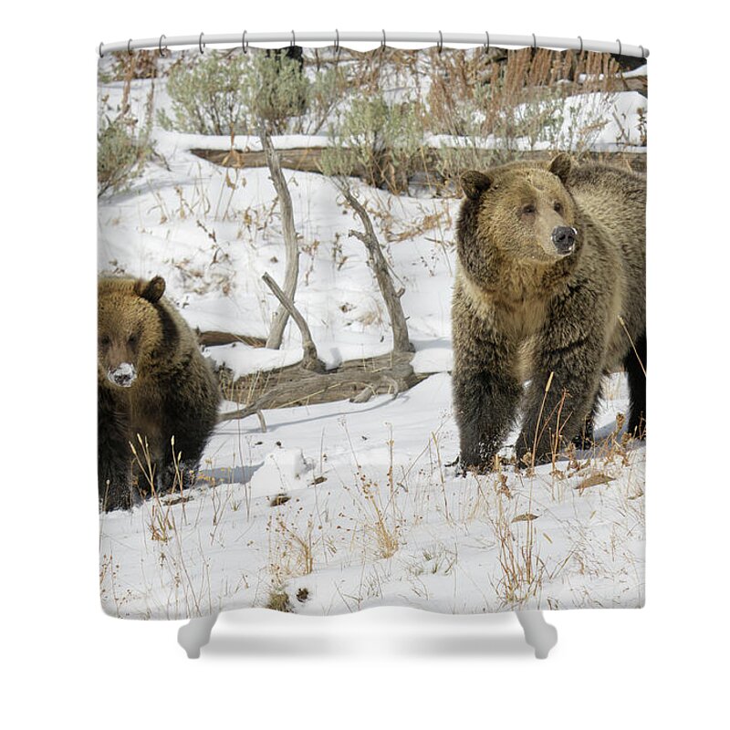 Yellowstone Shower Curtain featuring the photograph Grizzly Sow and Cub #2 by Patrick Nowotny