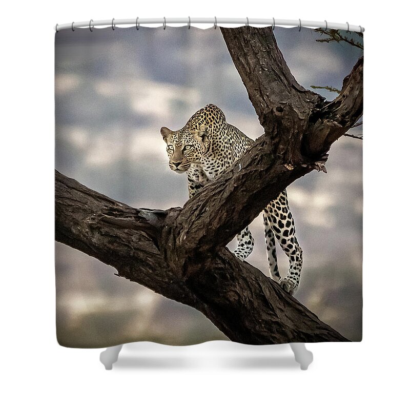 Leopard Shower Curtain featuring the photograph Leopard #3 by Roni Chastain
