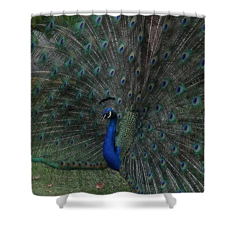 Indian Peafowl Shower Curtain featuring the photograph Peacock Fanning Tail by Mingming Jiang