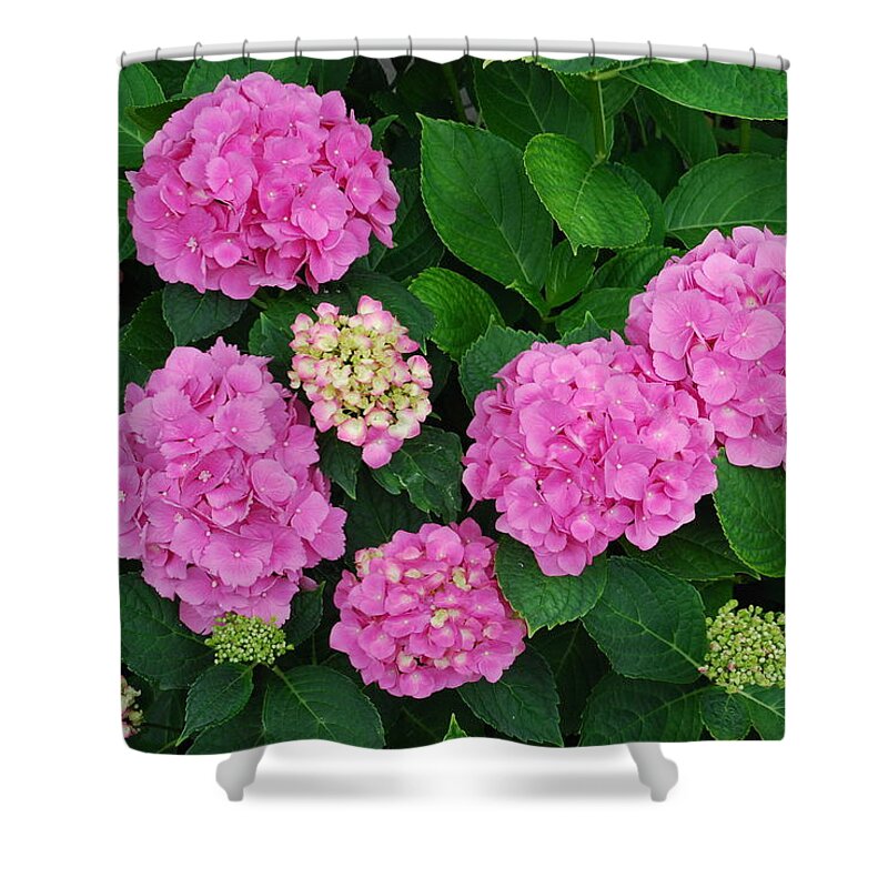 Pink Flowers Shower Curtain featuring the photograph Pink Annabelle Hydrangeas #2 by Ee Photography