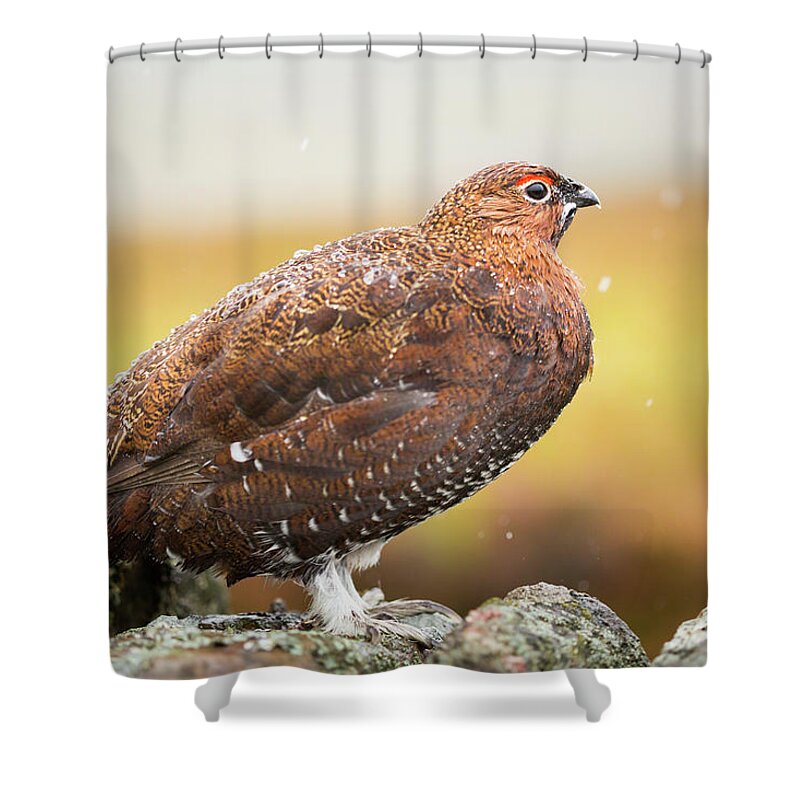 Animal Shower Curtain featuring the photograph Red Grouse on a dry stone wall in the rain #2 by Anita Nicholson