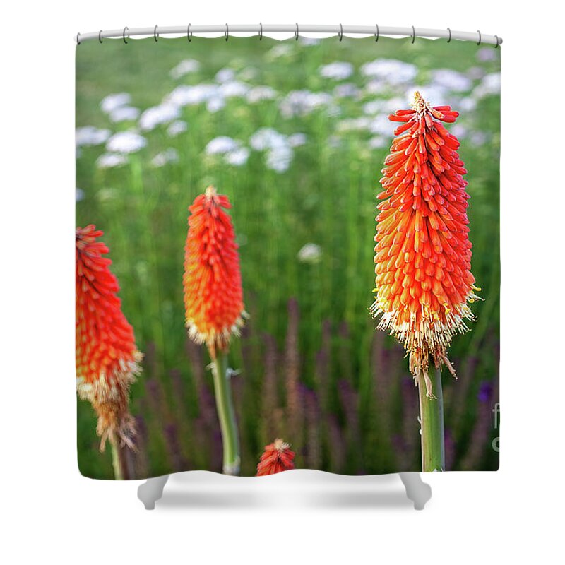 Red-hot Poker Shower Curtain featuring the photograph Red Hot Pokers #2 by William Kuta