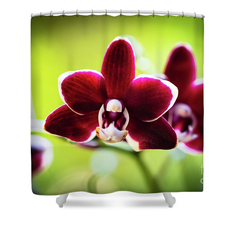 Background Shower Curtain featuring the photograph Red Orchid Flower #2 by Raul Rodriguez