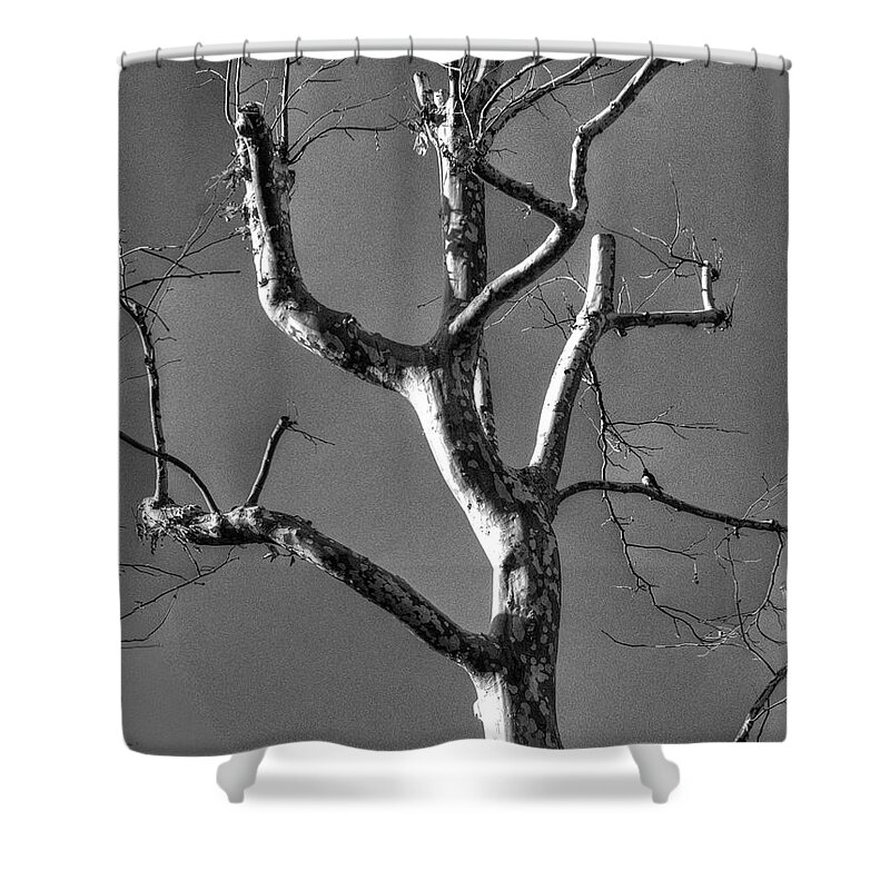 Tree Shower Curtain featuring the photograph Tree #2 by Marc Bittan
