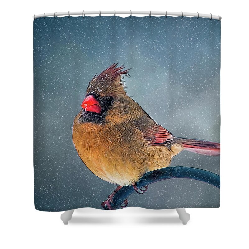 Bird Shower Curtain featuring the photograph Winter Cardinal by Cathy Kovarik