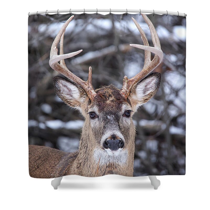 Winter Shower Curtain featuring the photograph Winter Whitetail #2 by Brook Burling