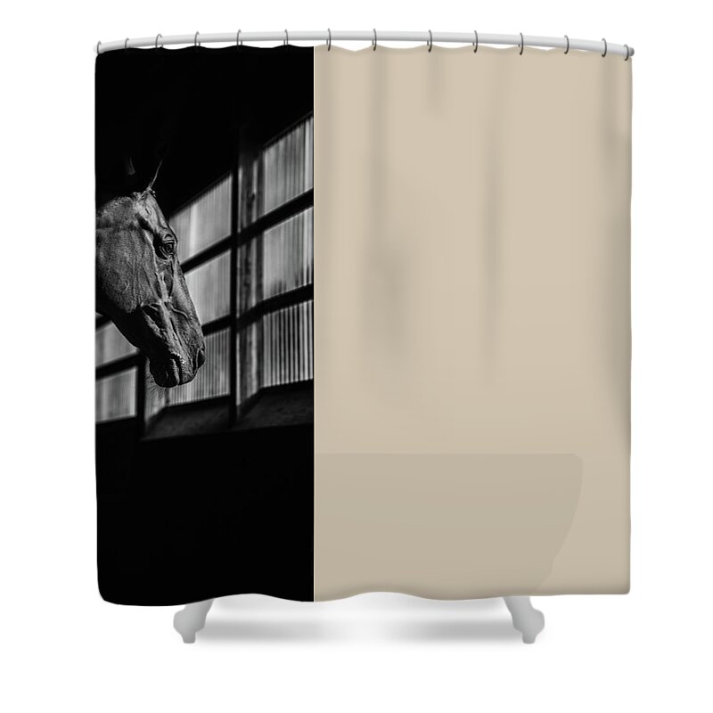 Horses Shower Curtain featuring the photograph Untitled #14 by Ryan Courson