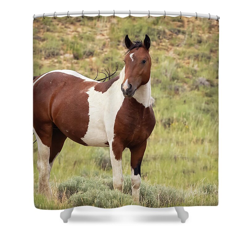 Horse Shower Curtain featuring the photograph Wild Horses #20 by Laura Terriere