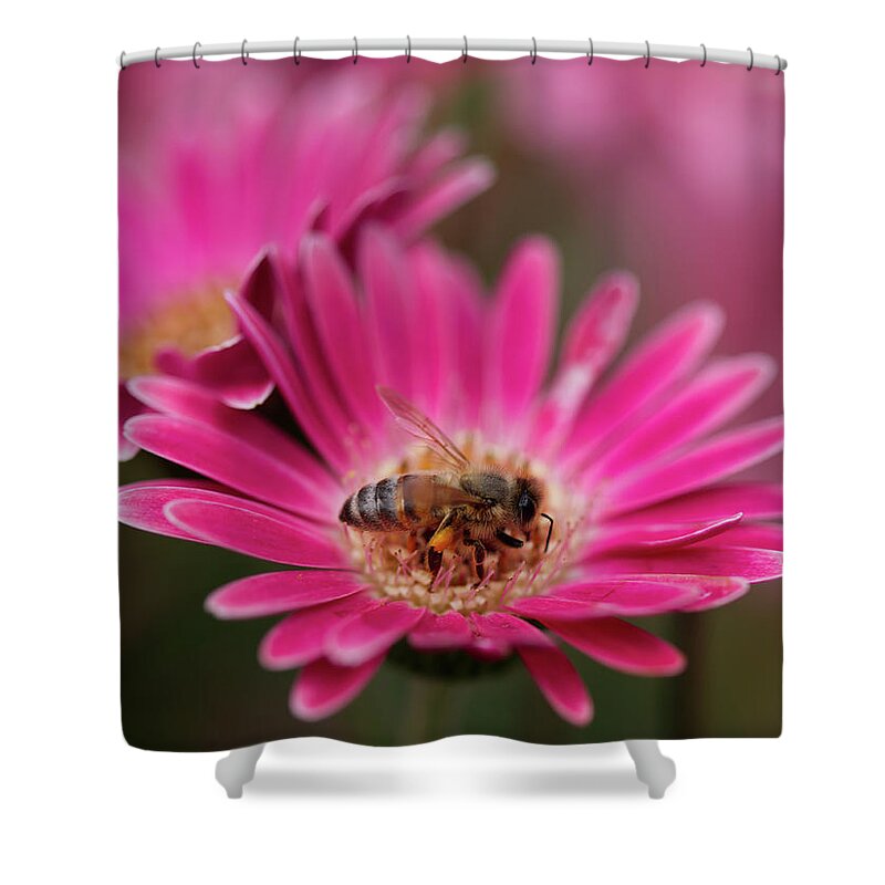 Flower Shower Curtain featuring the photograph 2009macro4 by Nicolas Lombard
