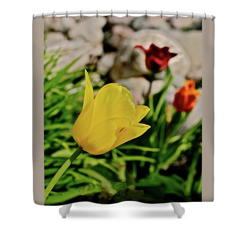 Tulips Shower Curtain featuring the photograph 2020 Acewood Tulips By the Water 1 by Janis Senungetuk