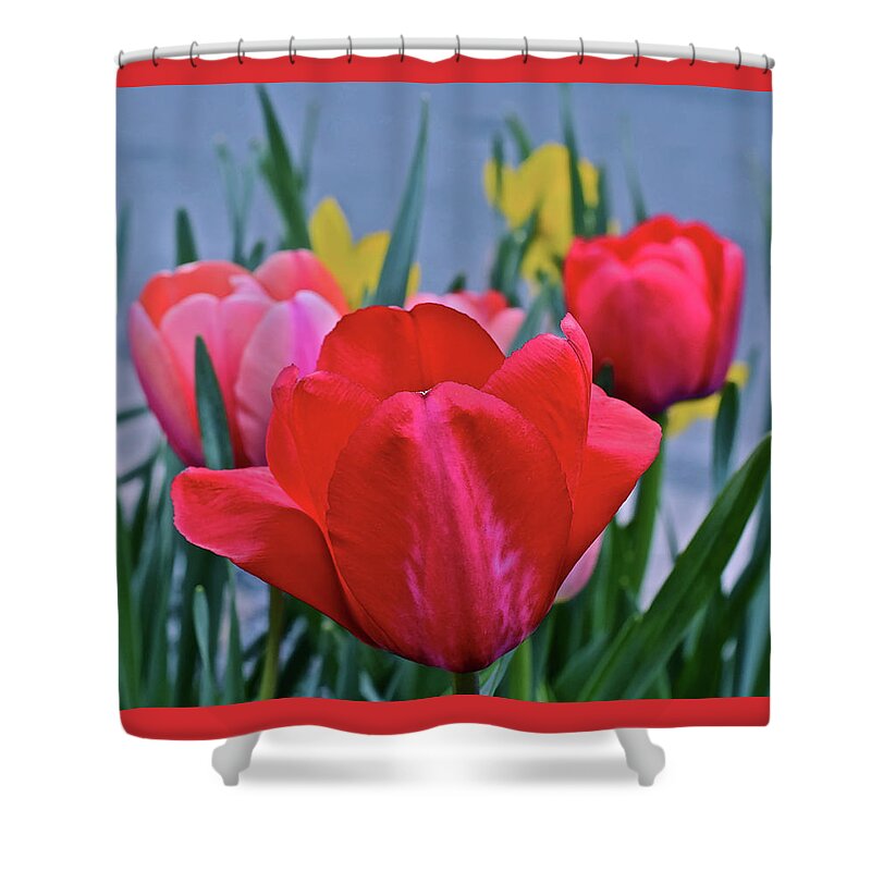 Tulips Shower Curtain featuring the photograph 2020 Acewood Tulips Welcome by Janis Senungetuk