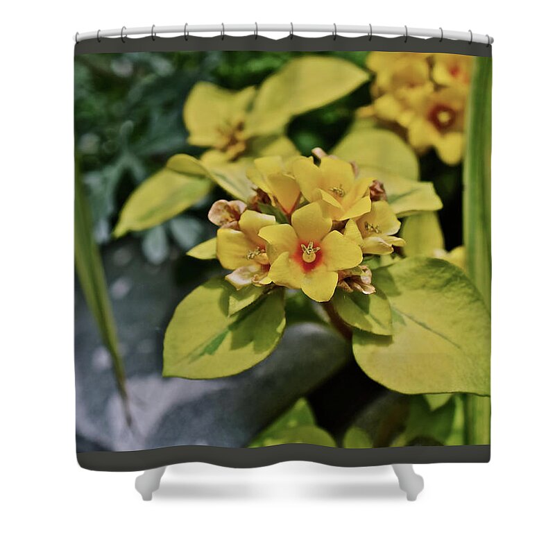 Flowers Shower Curtain featuring the photograph 2020 Mid June Garden Container 1 by Janis Senungetuk