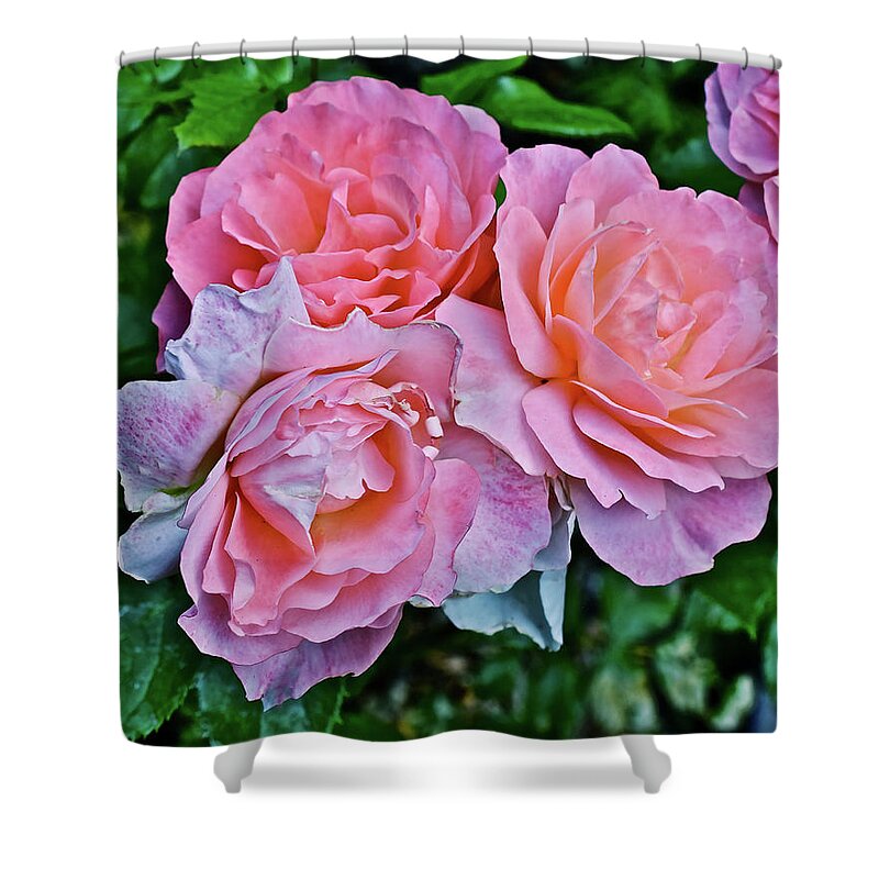 Roses Shower Curtain featuring the photograph 2020 Mid June Garden Coral Roses 1 by Janis Senungetuk
