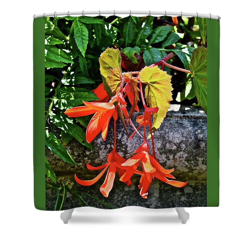 Begonia Shower Curtain featuring the photograph 2020 Mid June Garden Welcome by Janis Senungetuk