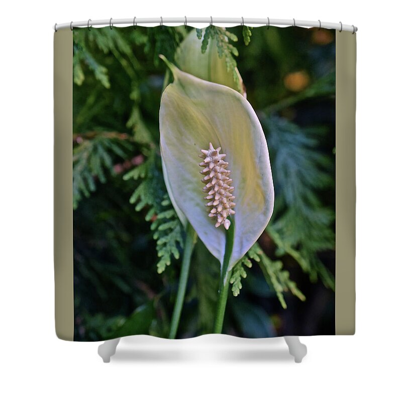 Lily Shower Curtain featuring the photograph 2020 Peace Lily by Janis Senungetuk