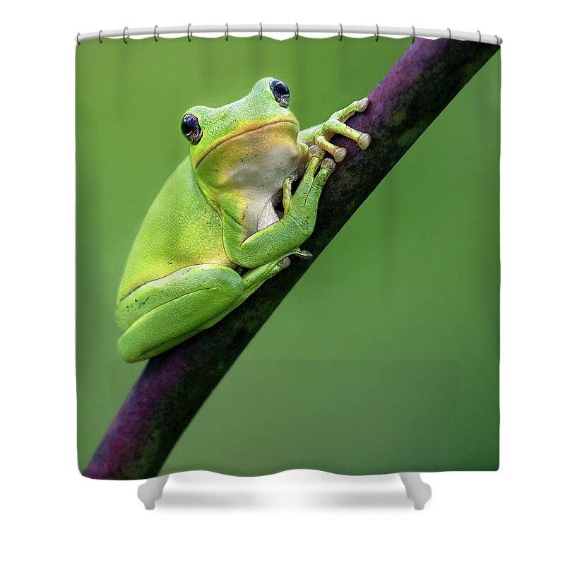 Frog Shower Curtain featuring the photograph 2020 Story by Art Cole