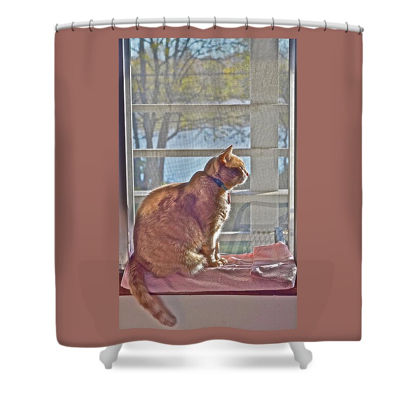 Tabby Cat Shower Curtain featuring the photograph 2021 End of October Looking Out by Janis Senungetuk