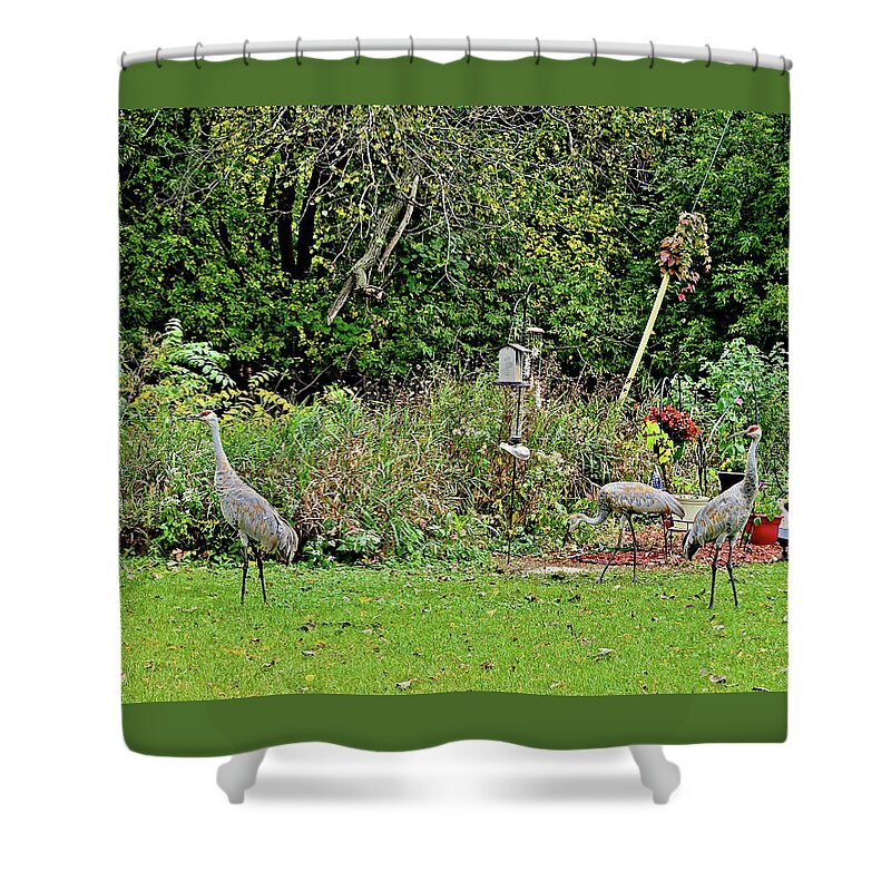Sandhill Cranes; Backyard; Birds; Shower Curtain featuring the photograph 2021 Fall Sandhill Cranes 2 by Janis Senungetuk