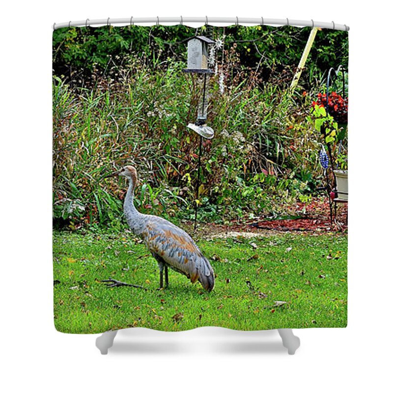 Sandhill Cranes; Birds; Backyard; Shower Curtain featuring the photograph 2021 Fall Sandhill Cranes 5 by Janis Senungetuk