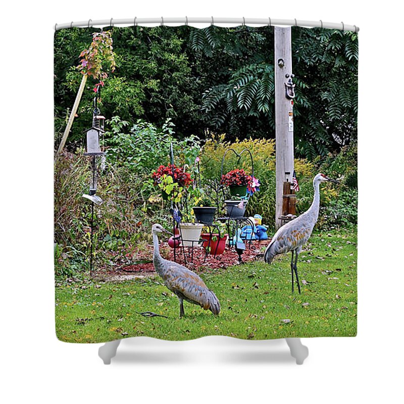 Sandhill Cranes; Birds; Backyard; Shower Curtain featuring the photograph 2021 Fall Sandhill Cranes 6 by Janis Senungetuk