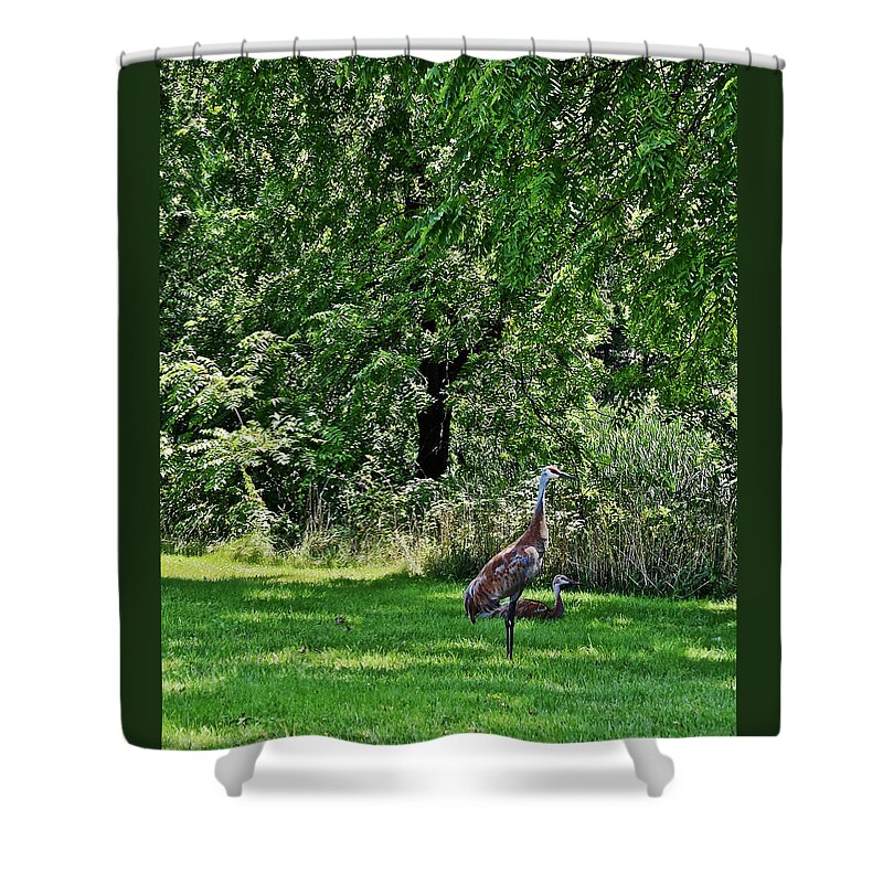 Sandhill Cranes Shower Curtain featuring the photograph 2021 Sandhill Crane Family 2 by Janis Senungetuk