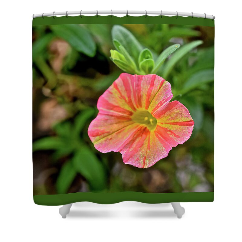 Flowers Shower Curtain featuring the photograph 2021 Tropical Sunrise Greeting by Janis Senungetuk