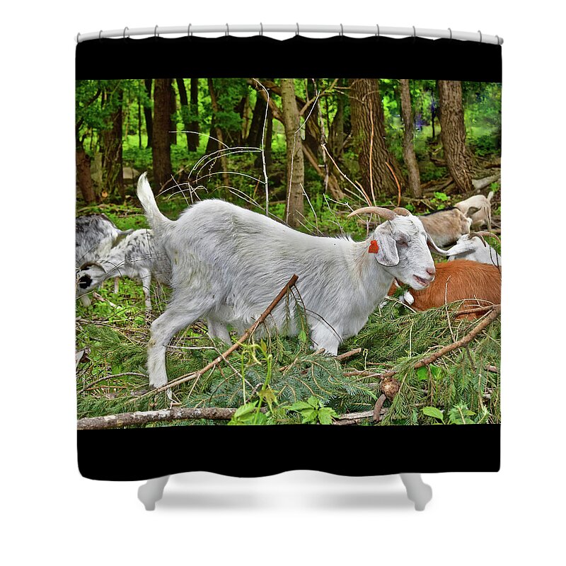 Goats Shower Curtain featuring the photograph 2022 Acewood Basin Goat Maintenance Crew by Janis Senungetuk