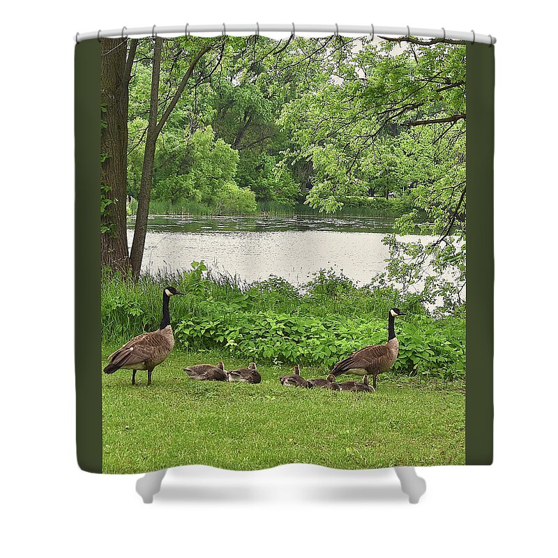 Canadian Geese Shower Curtain featuring the photograph 2022 Geese and Goslings Visiting the Basin by Janis Senungetuk