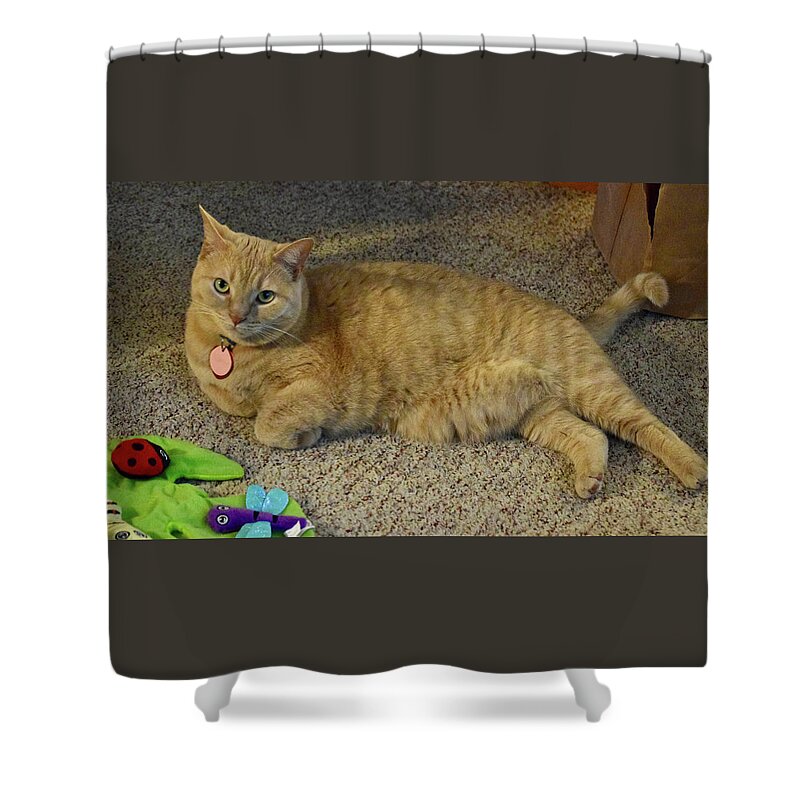 Tabby Cat; Cat; Cat Toy Shower Curtain featuring the photograph 2022 Sunny Cat With New Toy by Janis Senungetuk
