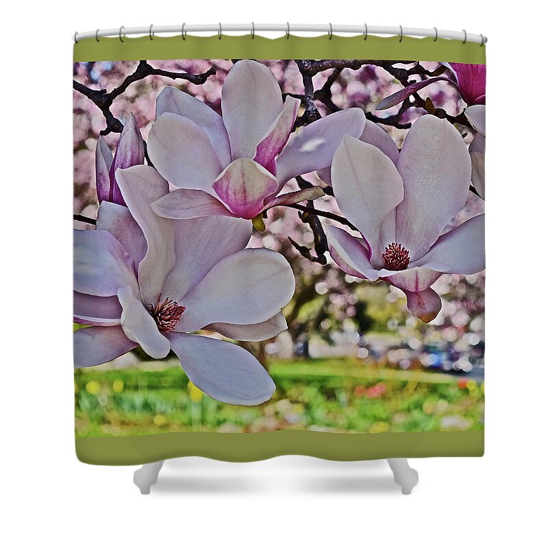 Magnolia Shower Curtain featuring the photograph 2022 Vernon Magnolia 1 by Janis Senungetuk