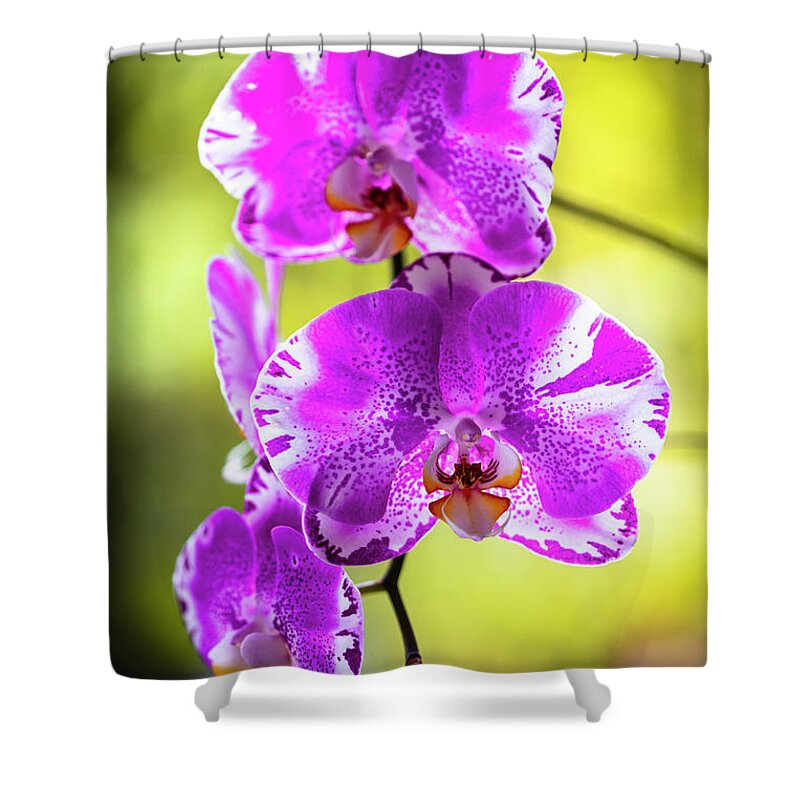 Background Shower Curtain featuring the photograph Purple Orchid Flowers #25 by Raul Rodriguez