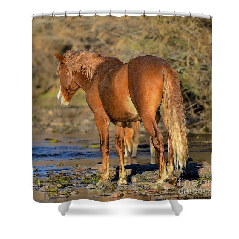 Salt River Wild Horse Shower Curtain featuring the digital art Salt River Wild Horse #26 by Tammy Keyes
