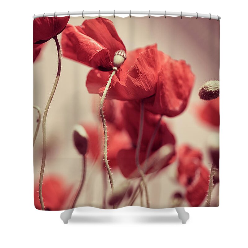 Poppy Shower Curtain featuring the photograph Summer Poppy Meadow by Nailia Schwarz