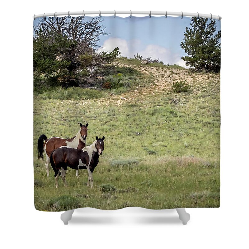 Horse Shower Curtain featuring the photograph Wild Horses #27 by Laura Terriere