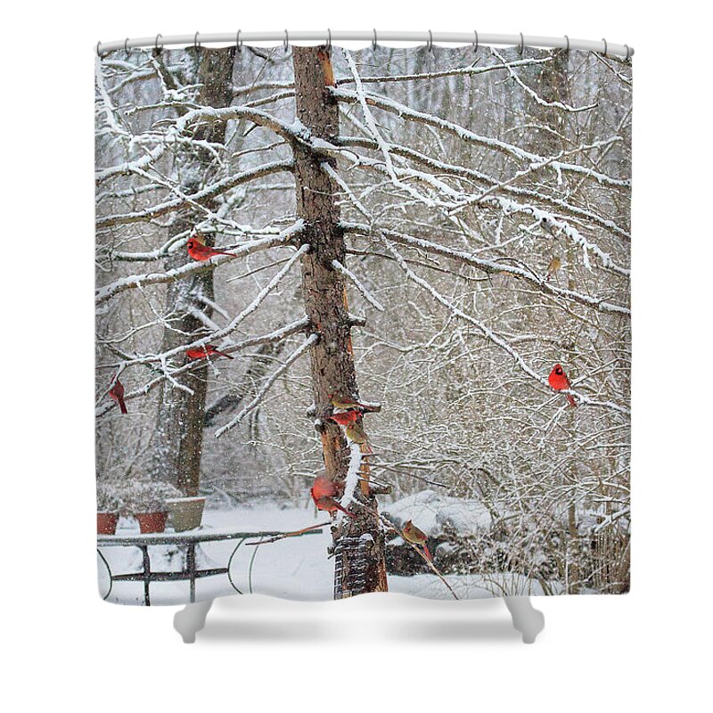 Cardinals Shower Curtain featuring the photograph Cardinals Galore #28 by PJQandFriends Photography