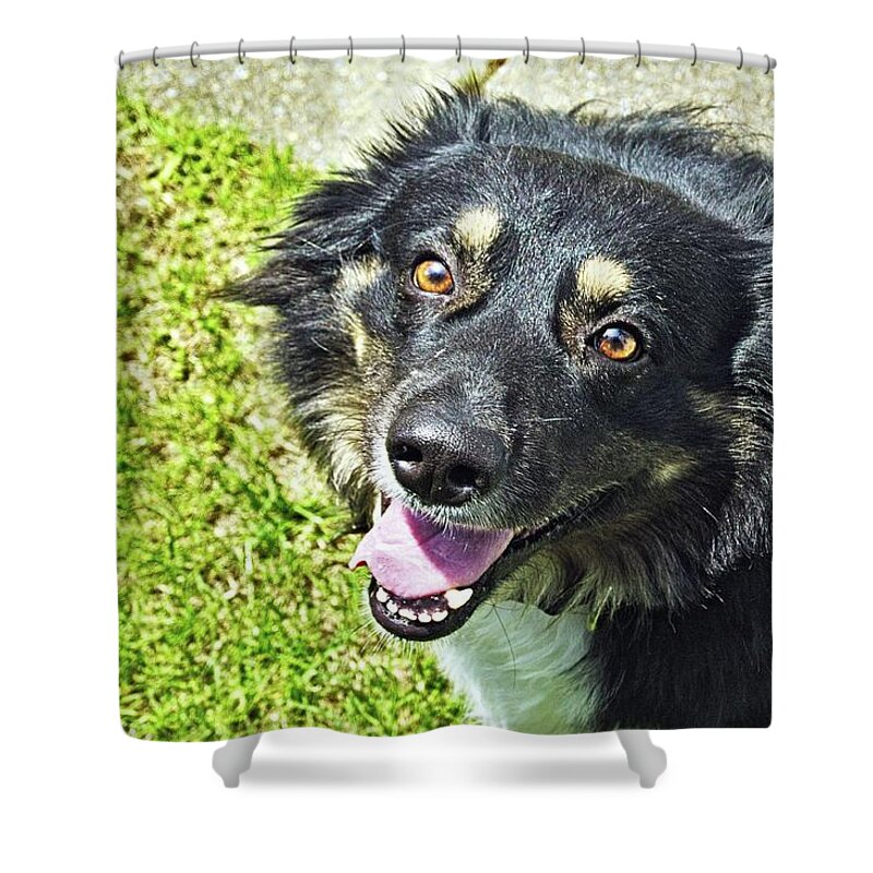 Dog Shower Curtain featuring the photograph Dog #3 by Karl Rose
