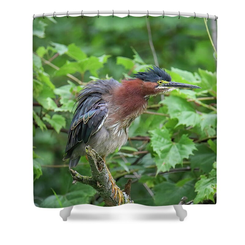 Green Heron Shower Curtain featuring the photograph Green Heron #3 by Brook Burling