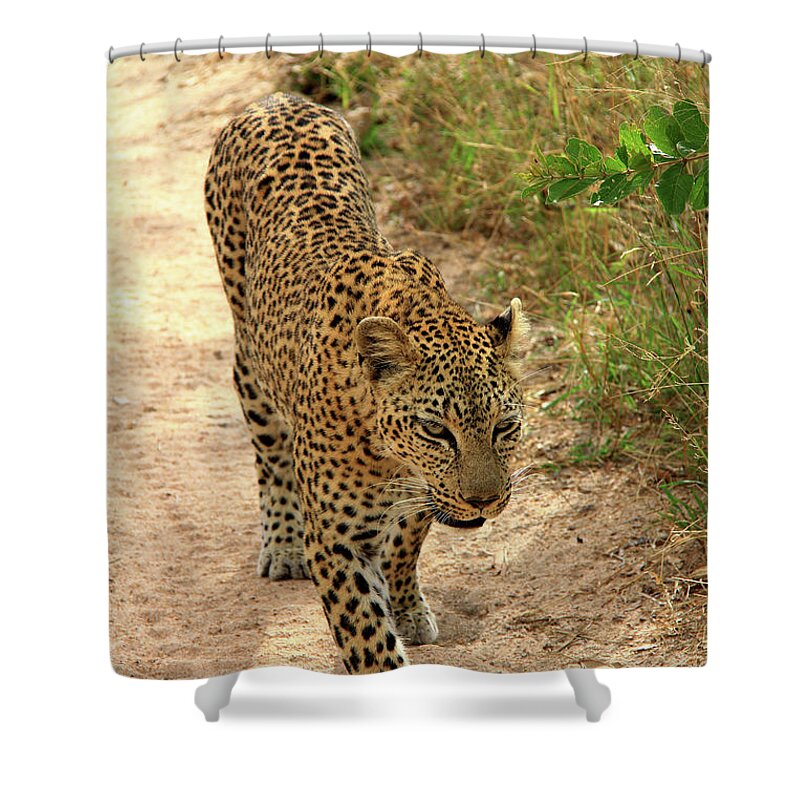 Leopard Shower Curtain featuring the photograph Leopard #1 by Richard Krebs