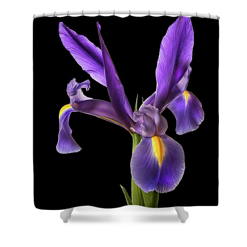 Iris Shower Curtain featuring the photograph Purple iris #3 by Endre Balogh