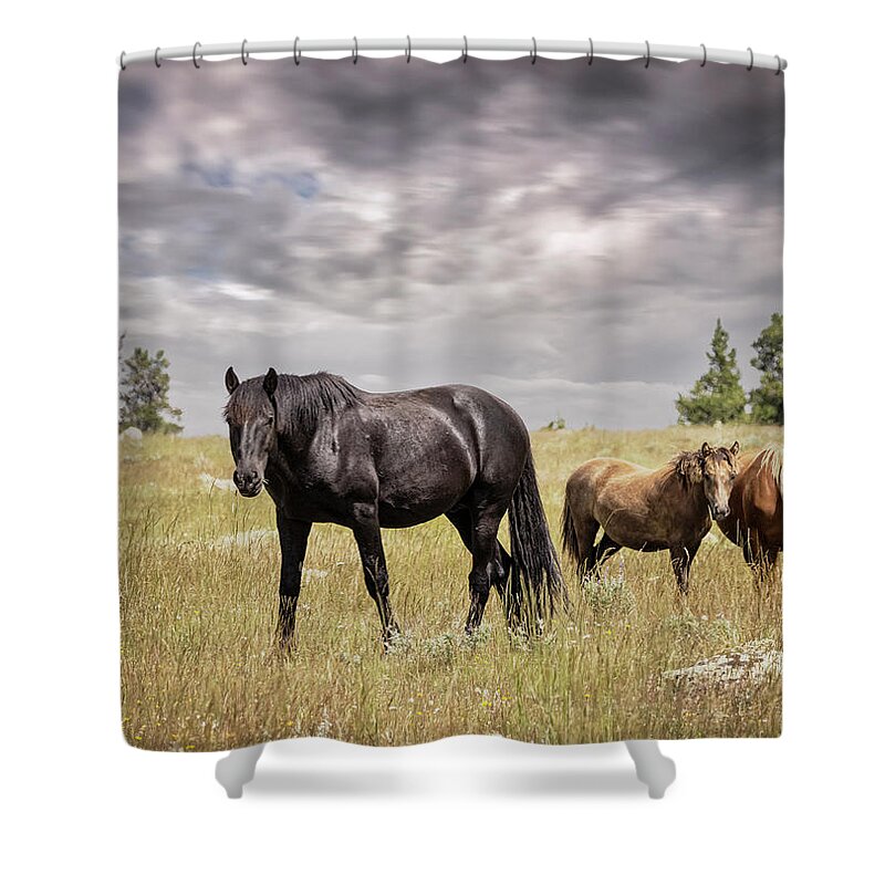 Horse Shower Curtain featuring the photograph Stallion #3 by Laura Terriere
