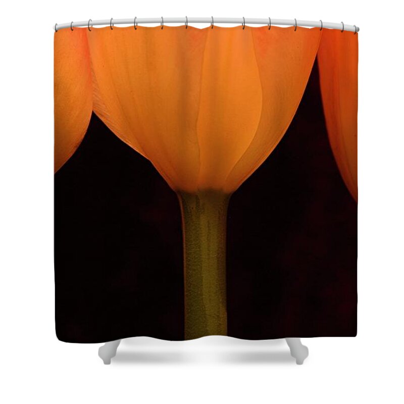 Macro Shower Curtain featuring the photograph 3 Tulips by Julie Powell