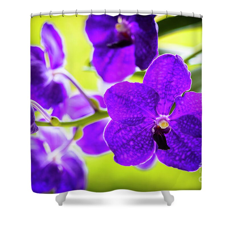 Background Shower Curtain featuring the photograph Purple Orchid Flowers #30 by Raul Rodriguez
