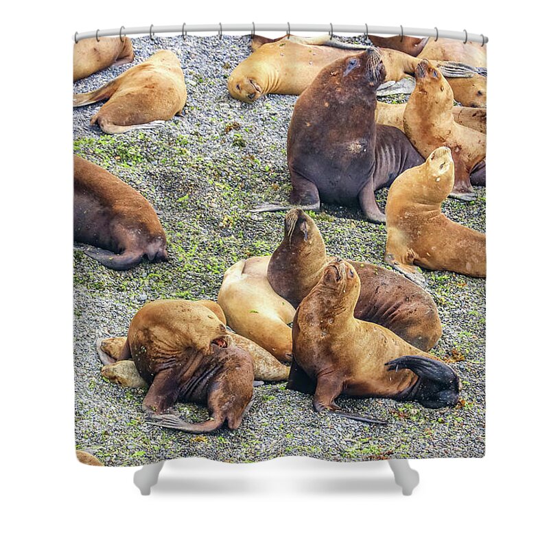Puerto Madryn Shower Curtain featuring the photograph Puerto Madryn, Argentina #36 by Paul James Bannerman