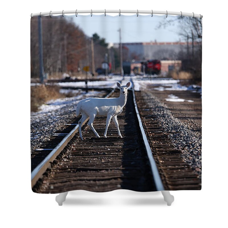 White Shower Curtain featuring the photograph White Deer #36 by Brook Burling
