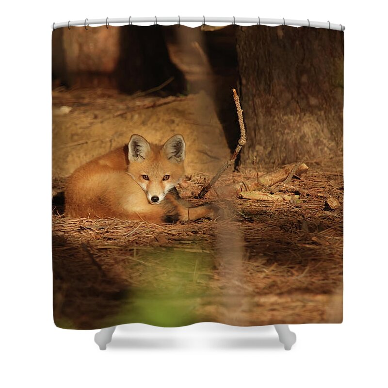 Fox Shower Curtain featuring the photograph Fox Kit #39 by Brook Burling